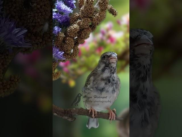 Burung Blackthroat Gacor cocok untuk masteran burung lain #birdsinging #birds #singingbirds