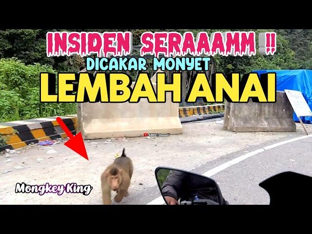 INSIDEN SERAM LEMBAH ANAI, DICAKAR MONYET SAAT NGE - VLOG