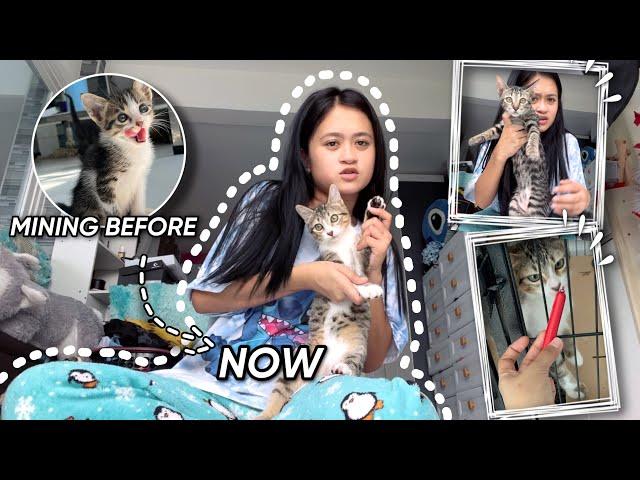 How’s My Rescue Cats? | Vlogmas ‘22 Day 13 | Sai Datinguinoo