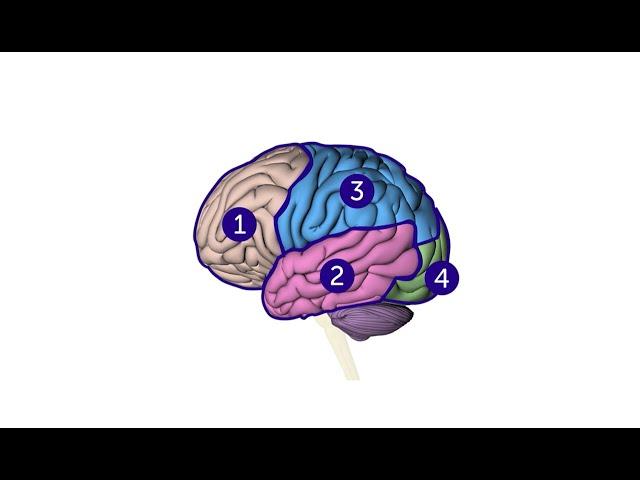 What are the different parts of the brain and what do they do? | Cancer Research UK