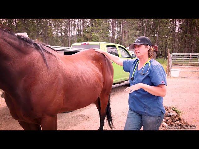Horse Ulcers Symptoms & Pressure Points with Equine Vet Doc Jenni
