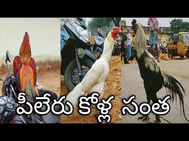 piler Sunday Market||పీలేరు కోళ్ల సంత ప్రతి ఆదివారం