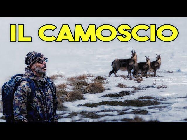 IL CAMOSCIO