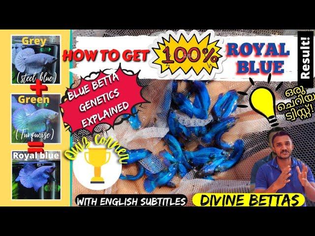 How to get 100% Royal Blue betta result..!/Blue Betta Genetics explained/Divine Bettas