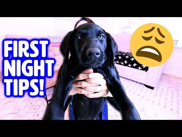 First Night with NEW PUPPY!  How to Survive Your First Day Home