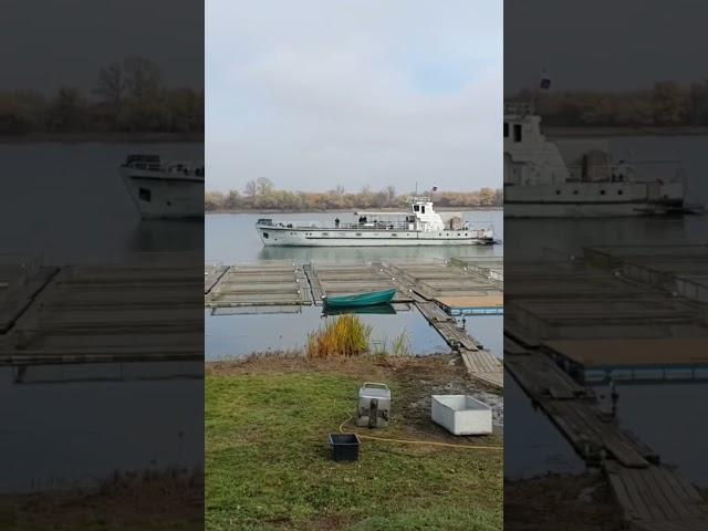 Опасно проплывает возле садков. #shorts #short #shortvideo #fishing ￼