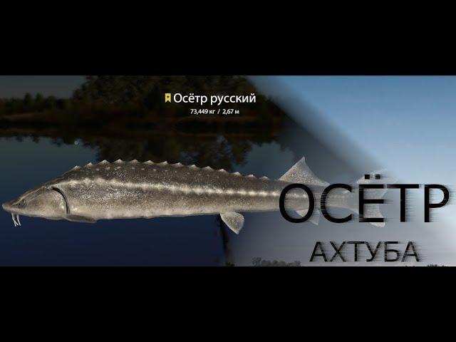 Russian Fishing 4 /Русская рыбалка 4 ▶ р.Ахтуба Осетр Русский