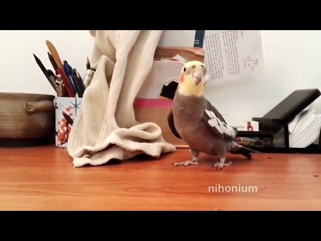 birbded