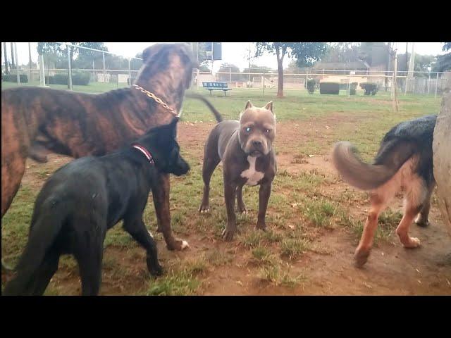 Pitbull Hybrid Was Unstoppable In Dogfight At Dog Park