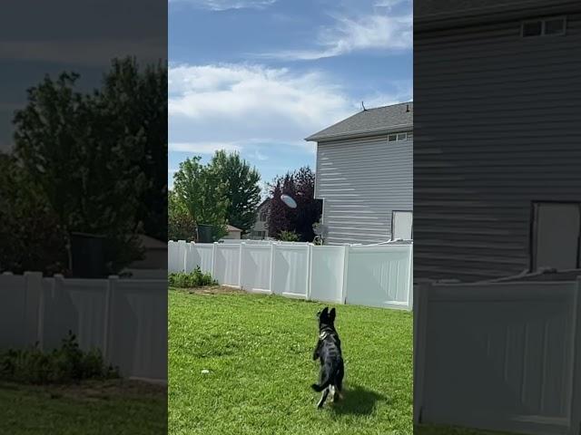 Hemi playing his favorite game Frisbee (black german shepherd)