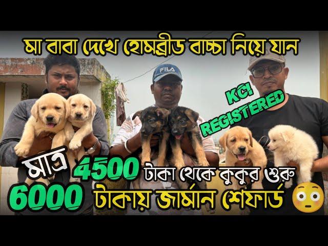 6000 টাকায় জার্মান শেফার্ড | Low Price Puppy In Howrah | Cheapest Dog Kennel In Kolkata