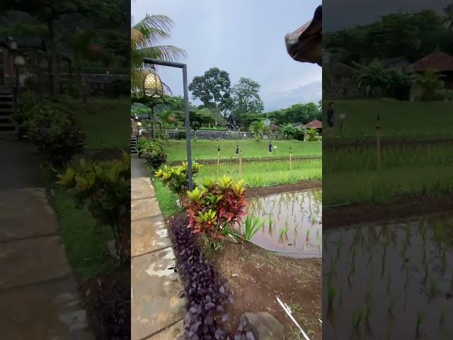 Vila di tengah sawah under 1 juta. Family Recommended! Kampung Halaman Bogor