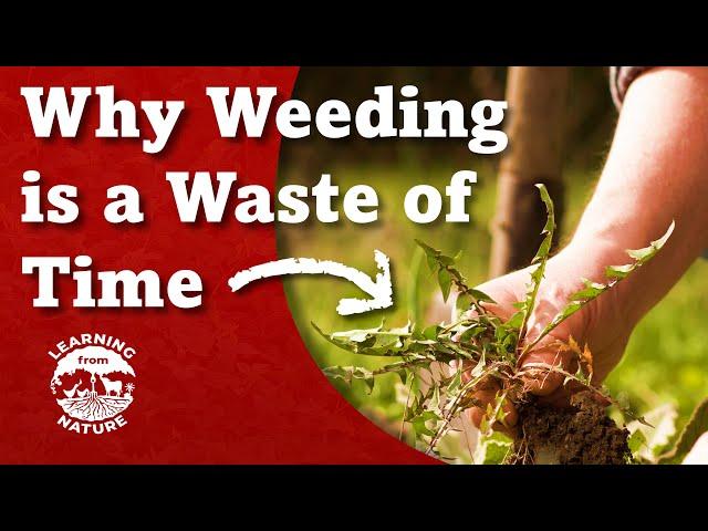 Weeds Improve Soil | Using them is Eco-logical