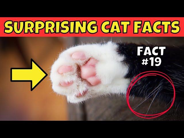 25 Surprising Cat Facts You (Probably) Didn't Know