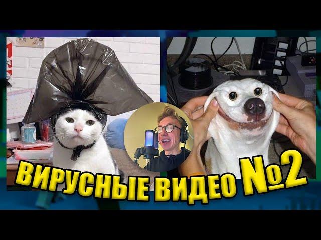 ВИРУСНЫЕ ВИДЕО / Подборка смешные моменты №2