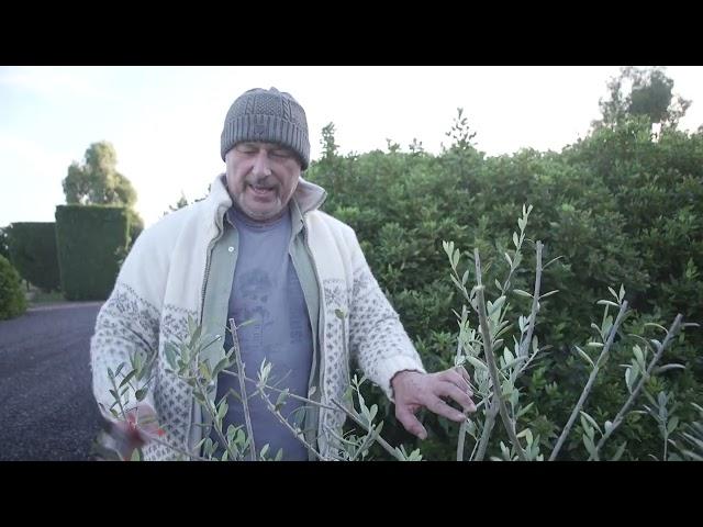 How To Prune A Young Olive Tree