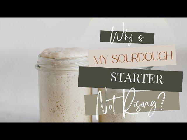 Why Is My Sourdough Starter Not Rising? (Troubleshooting your starter)