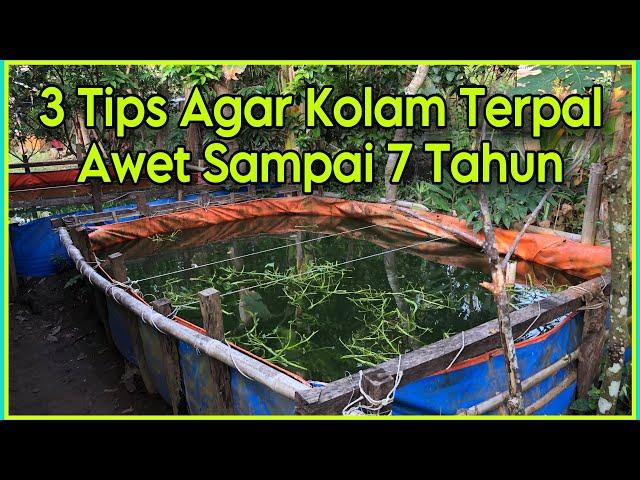 Cara Agar Kolam Terpal Bisa Awet | Bisa Tahan 5-7 Tahun!