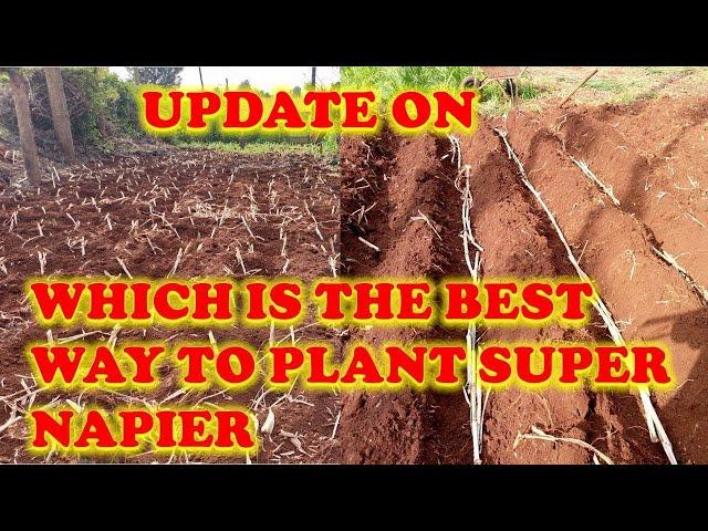 Update on The best way to plant super nappier