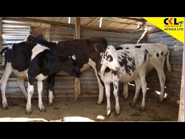 Key Steps to Follow when Raising a Calf with Shamba Shape Up