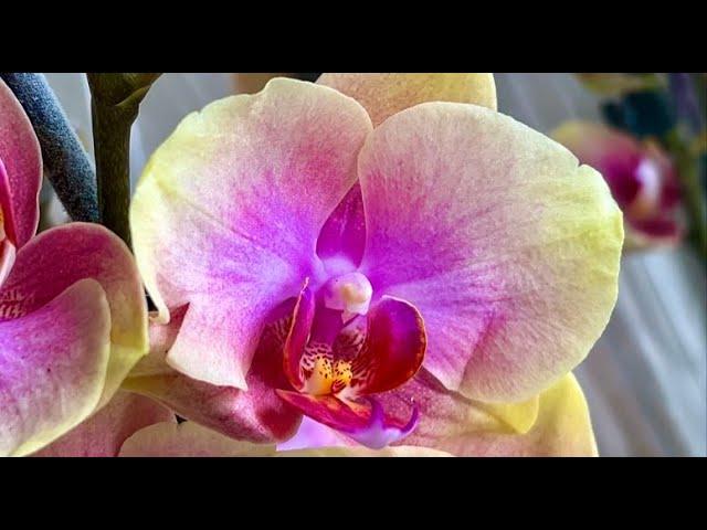Редкие орхидеи на продажу. Люксор, Джулия, Сара Бланш, Эпидендрум, пелоры ...