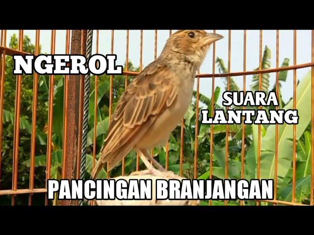 BRANJANGAN PARVA Gacor , Ngerol Suara Lantang , Cocok Buat Pancingan