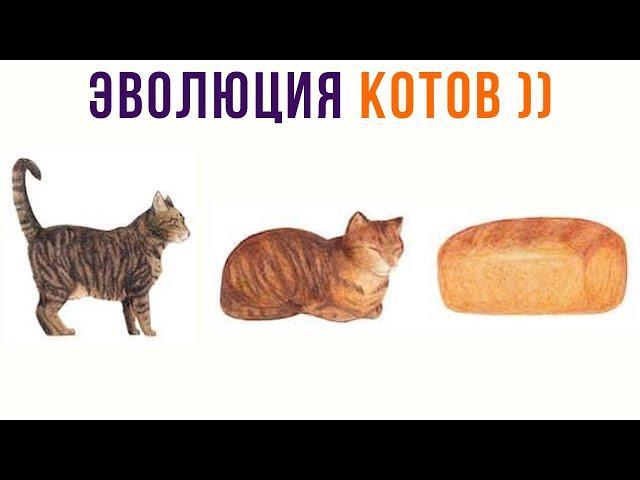 ЭВОЛЮЦИЯ КОТОВ))) Приколы с котами | Мемозг 971