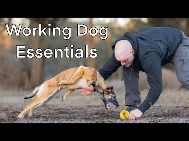 Top 3 Things For Working Dogs