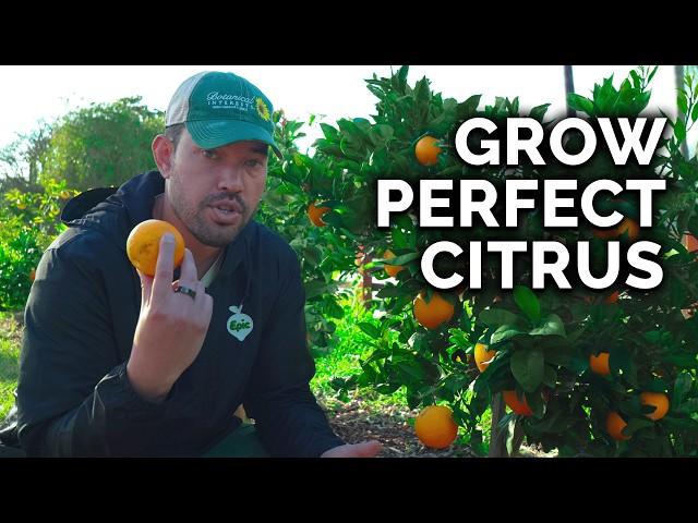 How to Plant, Grow, & Care for Citrus Trees (COMPLETE GUIDE)