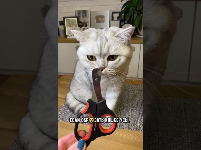 Что случится, если обрезать коту усы #кошка #кот #коты