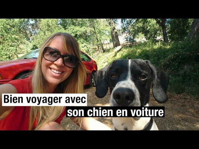 Les bons conseils pour voyager avec son chien en voiture