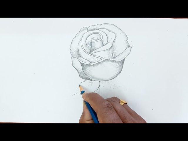 How to Draw Rose Flower || Rose drawing || Drawing for kids step by step|| #Rose #drawing