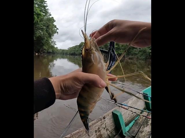 monster udang galah kalimantan