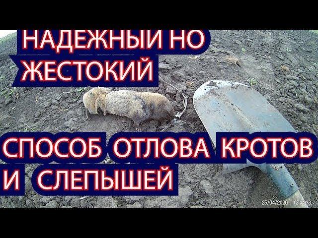 НАДЕЖНЫЙ НО ЖЕСТОКИЙ СПОСОБ ОТЛОВА  КРОТОВ И  СЛЕПЫШЕЙ