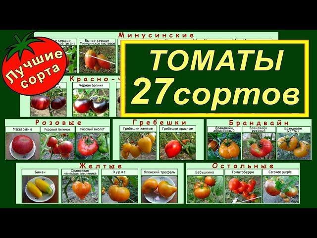 ВЫСОКОРОСЛЫЕ УРОЖАЙНЫЕ СЛАДКИЕ СОРТА ТОМАТОВ