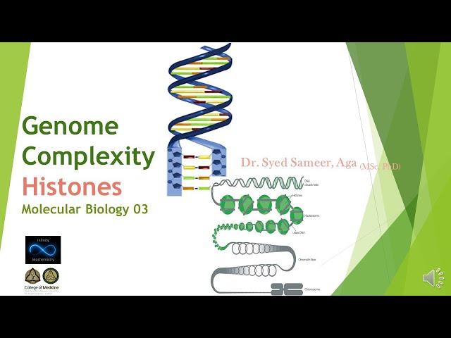 Genome Complexity: Histones - Molecular Biology 03
