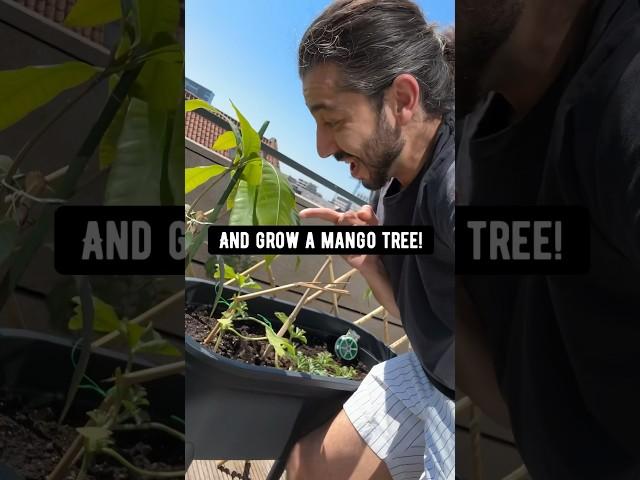 DIY Mango Tree in a Pot!  creative explained