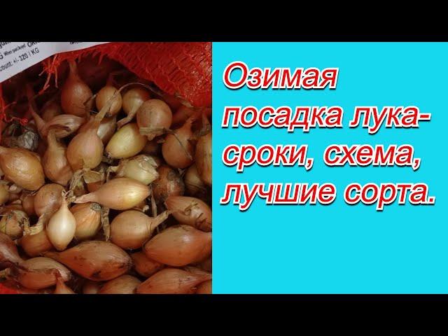 Осенняя посадка лука. Как это сделать правильно.