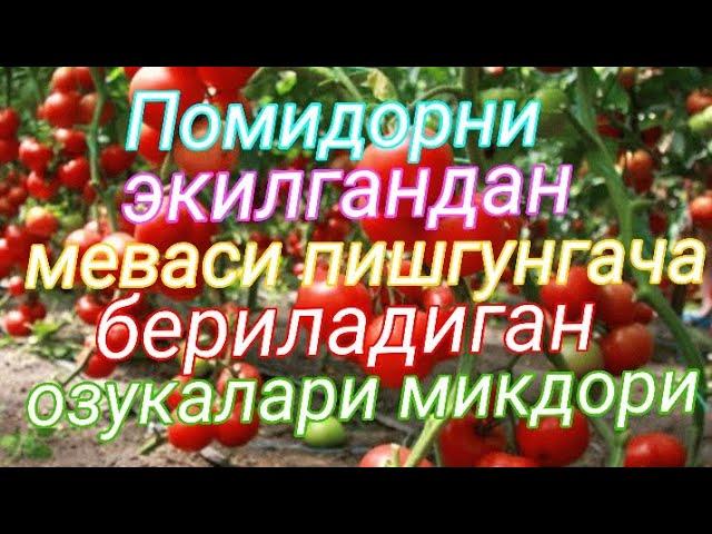 Помидорни тугри озиклантириш. Минерал угитлар микдори ва бериш тартиби . 2 часть