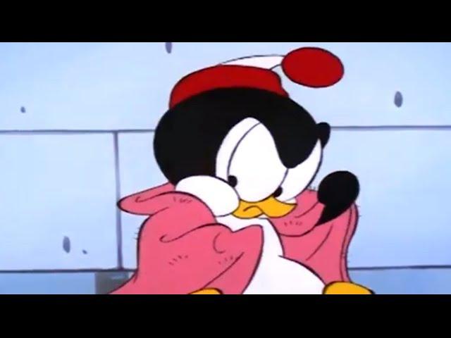 Chilly Willy en Español  Una nueva vida -  Capitulos completos Dibujos Animados