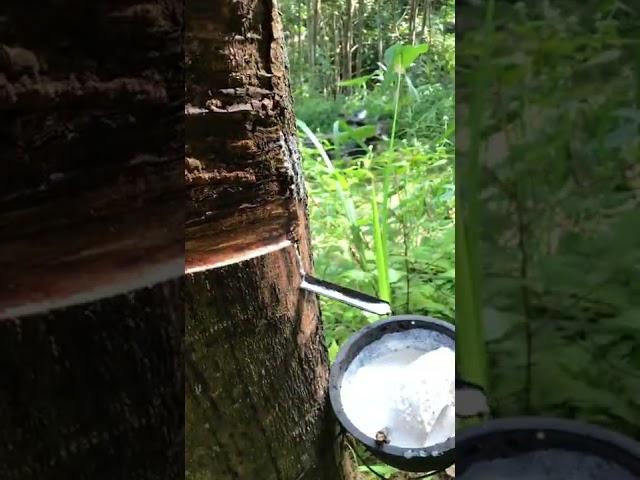 Tapping rubber tree