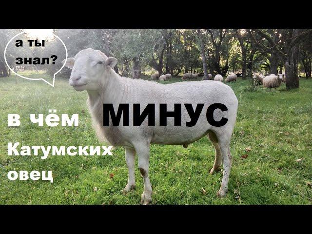 Катумские овцы - плюсы и минусы породы