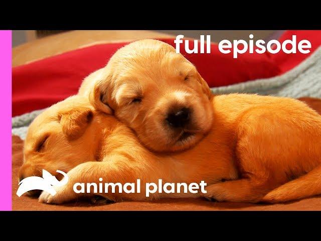 Labrador, Shih Tzu, and Golden Retriever Puppies! | Too Cute! (Full Episode)