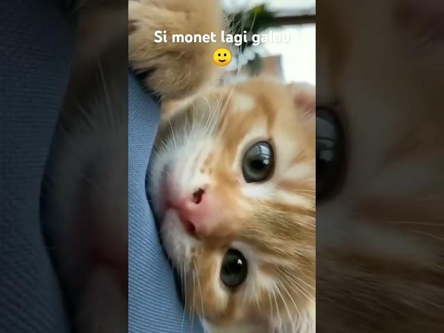 Namaku Monet, aku sepi ga ada temen #kucing #galaubrutal