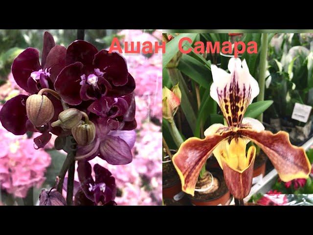 Орхидеи в Ашане ТЦ Мега Самара к 8 марта - Dusty Belle, Happy Angel, Pandora, Paphiopedilum