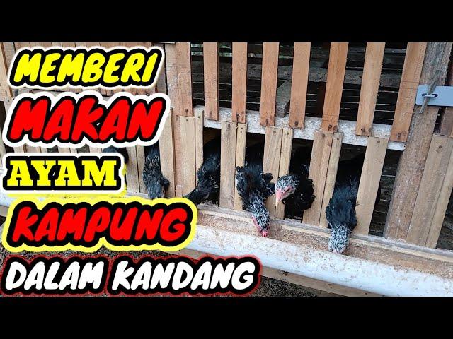 SERUNYA MEMBERI MAKAN AYAM KAMPUNG ASLI (AKA) DALAM KANDANG #ayamkampung #ayammakan #ayampedaging