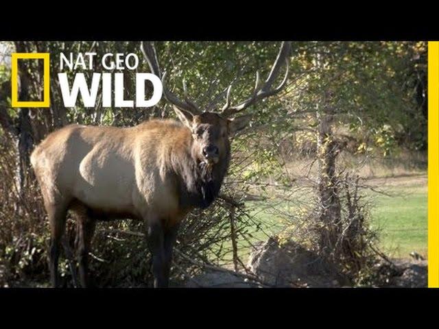 Elk Fest Gone Wild | United States of Animals