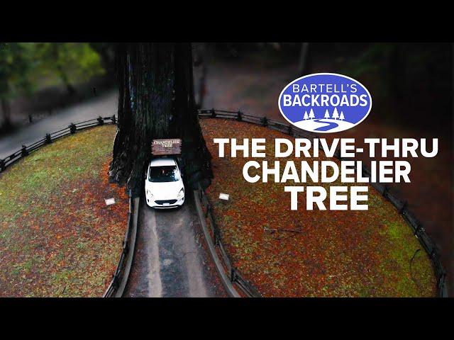 Chandelier Tree of Mendocino County: so big you can drive your car through it | Bartell's Backroads