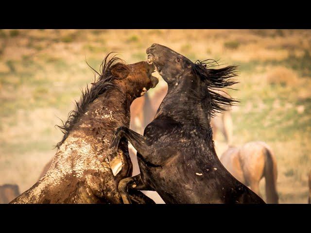 Wild Horses in Action Wild Mustang Stallions and Mares of the West by Karen King