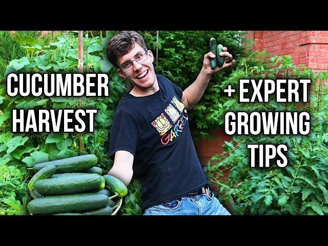 Home Garden Cucumber Harvest and Growing Tips You Must Know